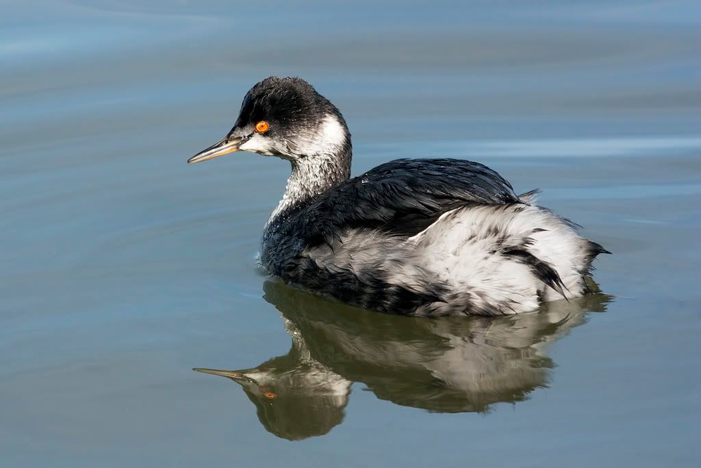 IMAGE: http://i110.photobucket.com/albums/n88/kdrozd52/Birds/IMG_9020.jpg