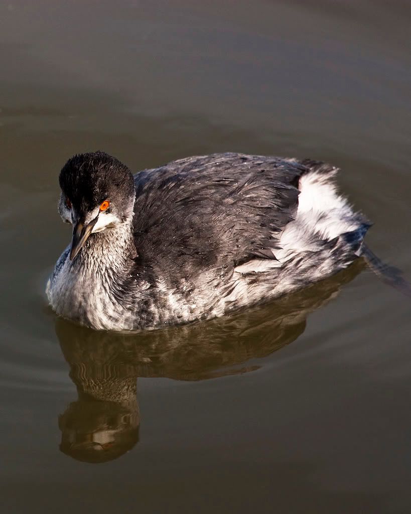 IMAGE: http://i110.photobucket.com/albums/n88/kdrozd52/Birds/IMG_9024.jpg