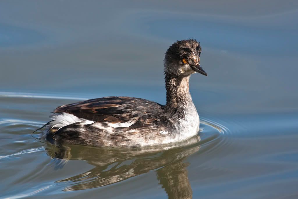 IMAGE: http://i110.photobucket.com/albums/n88/kdrozd52/Birds/IMG_9027.jpg