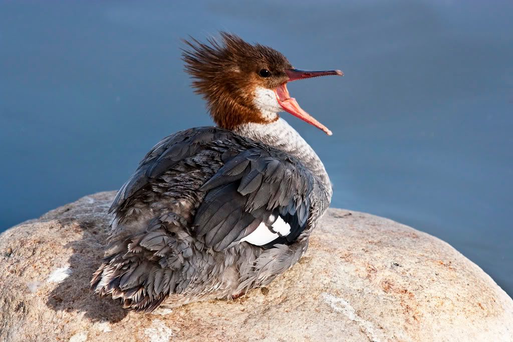 IMAGE: http://i110.photobucket.com/albums/n88/kdrozd52/Birds/IMG_9028.jpg