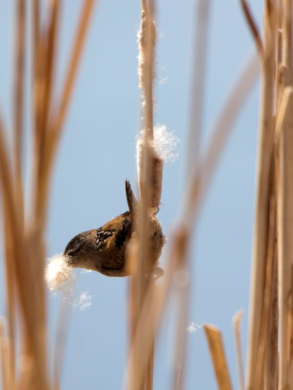 IMAGE: http://i110.photobucket.com/albums/n88/kdrozd52/Birds/MarshWren3041sml.jpg