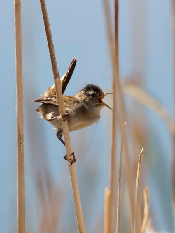 IMAGE: http://i110.photobucket.com/albums/n88/kdrozd52/Birds/MarshWren3047sml.jpg