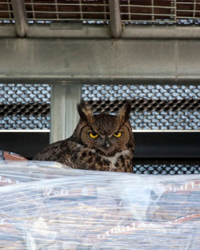 IMAGE: http://i110.photobucket.com/albums/n88/kdrozd52/Birds/Owl3579sml.jpg