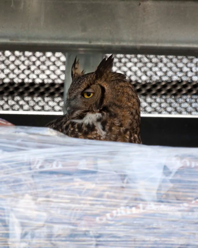 IMAGE: http://i110.photobucket.com/albums/n88/kdrozd52/Birds/Owl3582sml.jpg