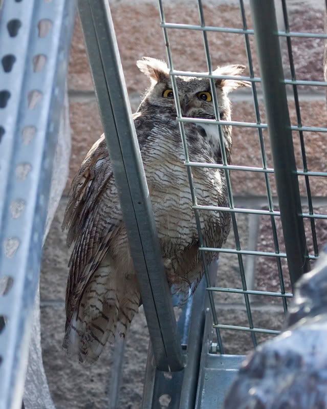 IMAGE: http://i110.photobucket.com/albums/n88/kdrozd52/Birds/Owl3628sml.jpg