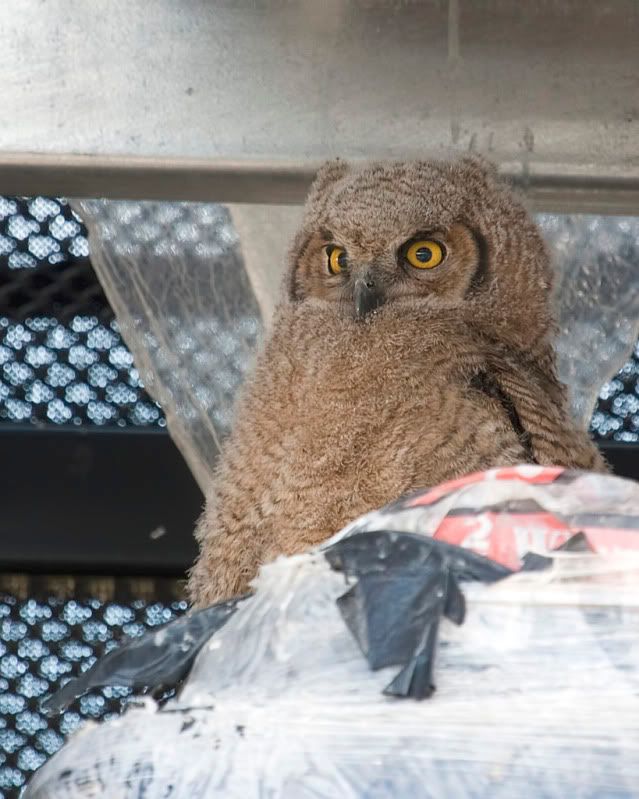 IMAGE: http://i110.photobucket.com/albums/n88/kdrozd52/Birds/Owl4892sml.jpg