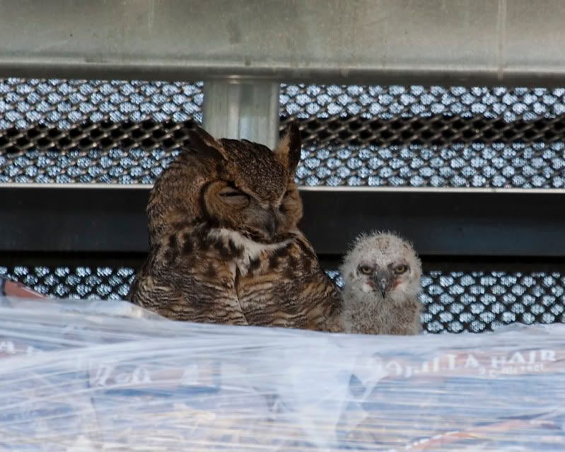 IMAGE: http://i110.photobucket.com/albums/n88/kdrozd52/Birds/Owls3646sml.jpg