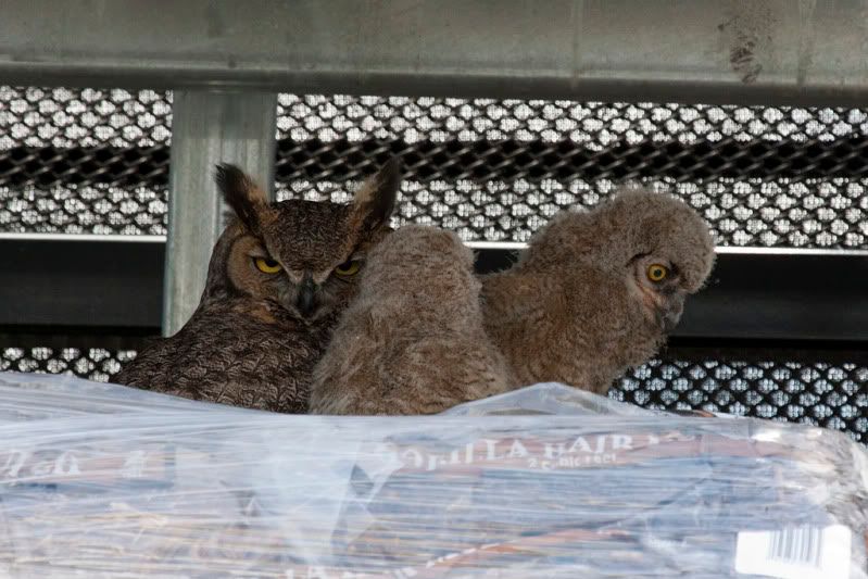 IMAGE: http://i110.photobucket.com/albums/n88/kdrozd52/Birds/Owls4081sml.jpg