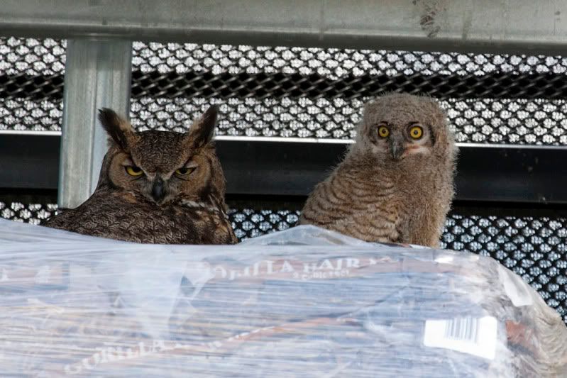 IMAGE: http://i110.photobucket.com/albums/n88/kdrozd52/Birds/Owls4090sml.jpg