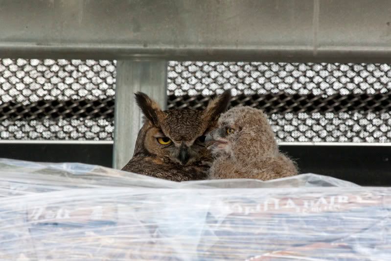 IMAGE: http://i110.photobucket.com/albums/n88/kdrozd52/Birds/Owls4117sml.jpg