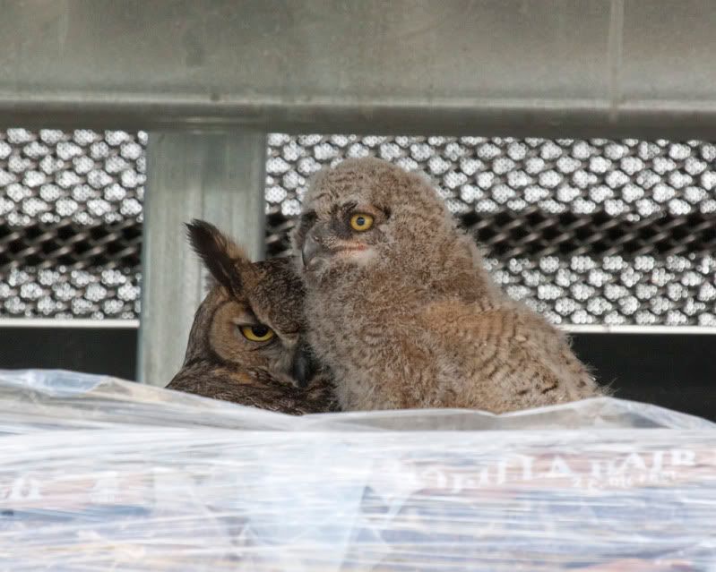 IMAGE: http://i110.photobucket.com/albums/n88/kdrozd52/Birds/Owls4124sml.jpg