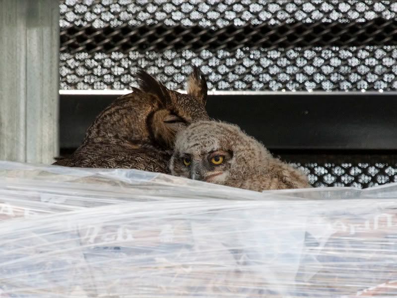 IMAGE: http://i110.photobucket.com/albums/n88/kdrozd52/Birds/Owls4131sml.jpg