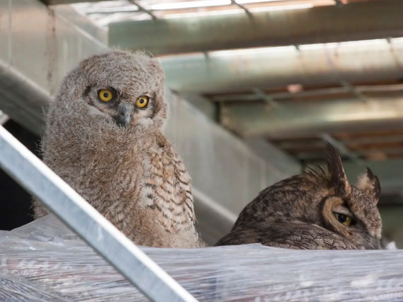 IMAGE: http://i110.photobucket.com/albums/n88/kdrozd52/Birds/Owls4141sml.jpg