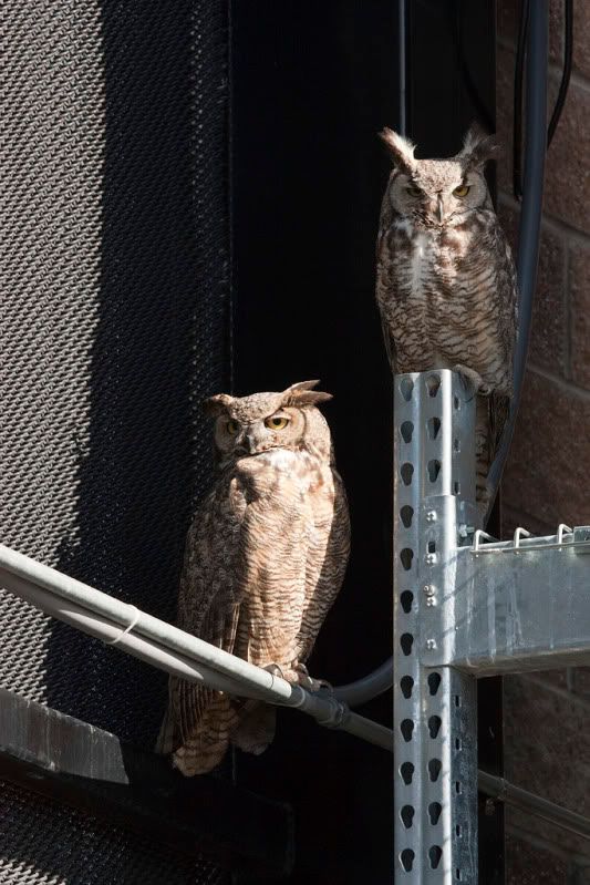 IMAGE: http://i110.photobucket.com/albums/n88/kdrozd52/Birds/Owls4878sml.jpg