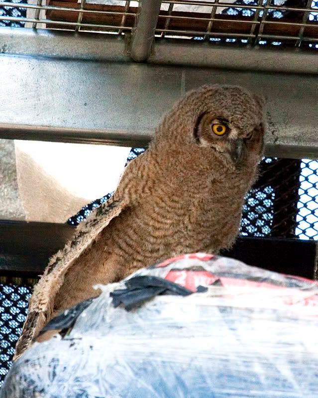 IMAGE: http://i110.photobucket.com/albums/n88/kdrozd52/Birds/Owls4888sml.jpg