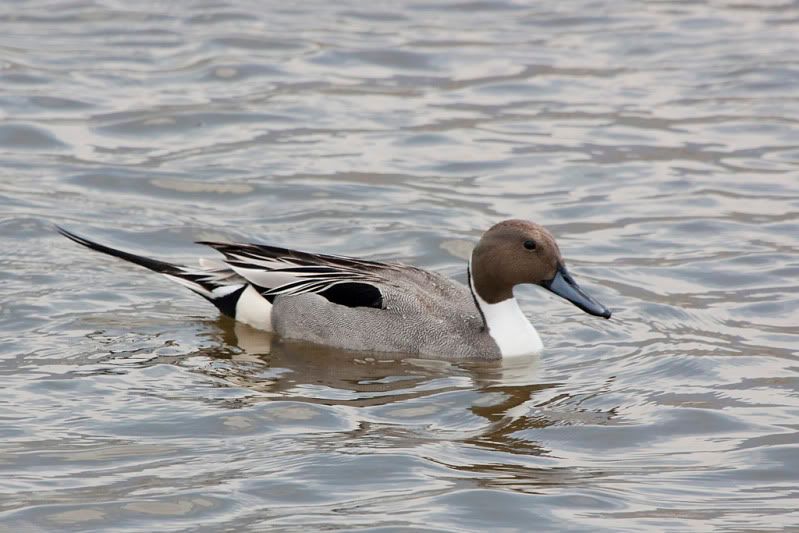 IMAGE: http://i110.photobucket.com/albums/n88/kdrozd52/Birds/Pintail2878sml.jpg
