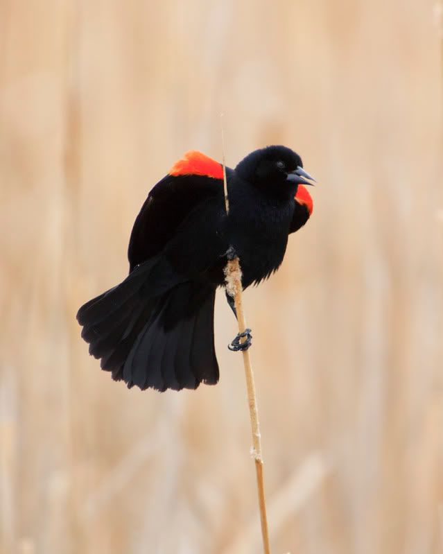 IMAGE: http://i110.photobucket.com/albums/n88/kdrozd52/Birds/RWBlackbird2853sml.jpg