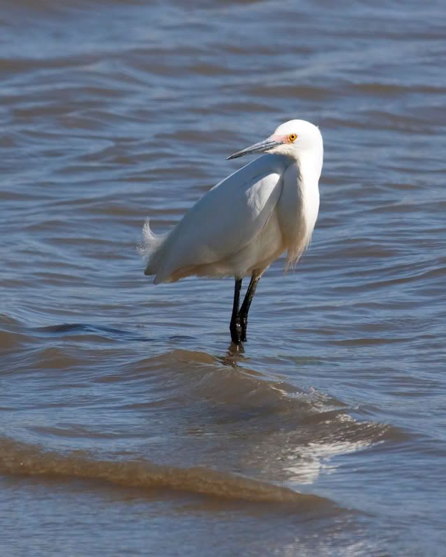 IMAGE: http://i110.photobucket.com/albums/n88/kdrozd52/Birds/SnowyEgret3706sml.jpg