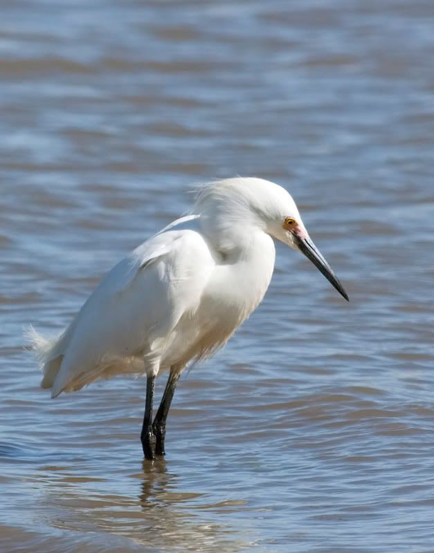 IMAGE: http://i110.photobucket.com/albums/n88/kdrozd52/Birds/SnowyEgret3712sml.jpg