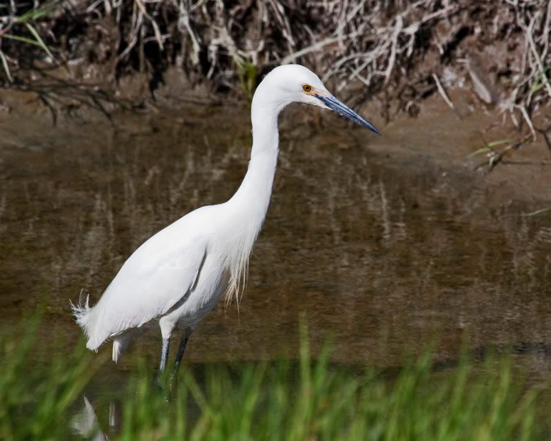 IMAGE: http://i110.photobucket.com/albums/n88/kdrozd52/Birds/SnowyEgret3717sml.jpg