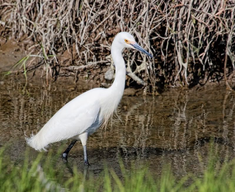 IMAGE: http://i110.photobucket.com/albums/n88/kdrozd52/Birds/SnowyEgret3720sml.jpg