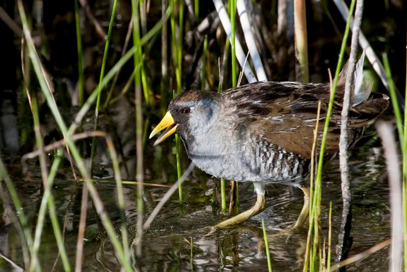 IMAGE: http://i110.photobucket.com/albums/n88/kdrozd52/Birds/Sora5846.jpg