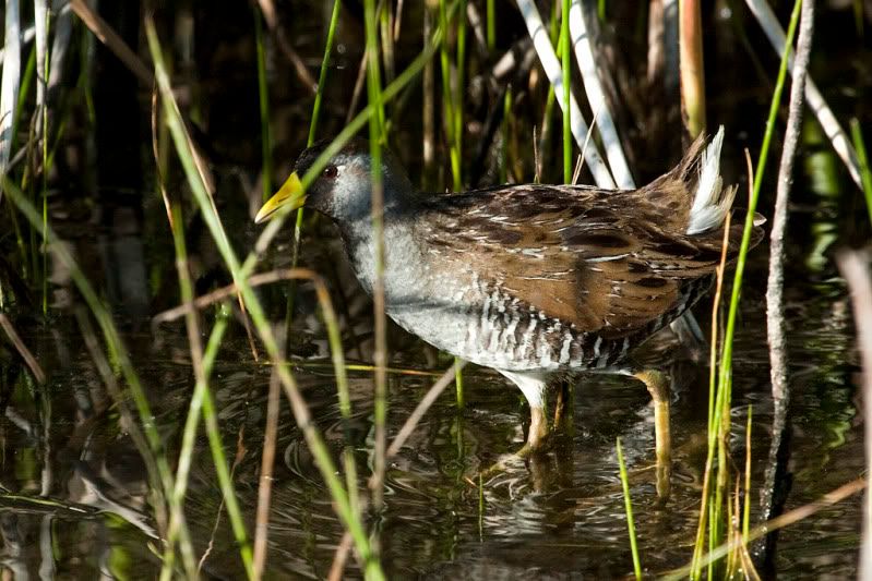 IMAGE: http://i110.photobucket.com/albums/n88/kdrozd52/Birds/Sora5847.jpg