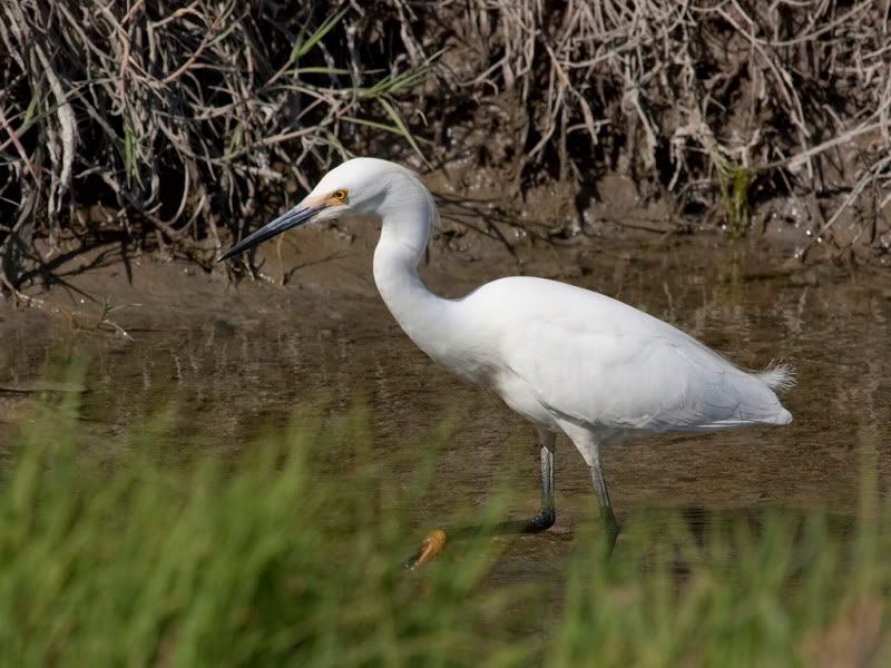 IMAGE: http://i110.photobucket.com/albums/n88/kdrozd52/Birds/SowyEgret3725sml.jpg