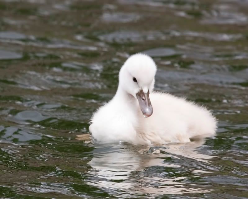 IMAGE: http://i110.photobucket.com/albums/n88/kdrozd52/Birds/Swan5040sml.jpg