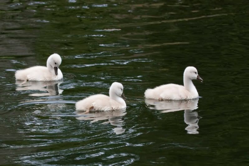 IMAGE: http://i110.photobucket.com/albums/n88/kdrozd52/Birds/Swans5028sml.jpg