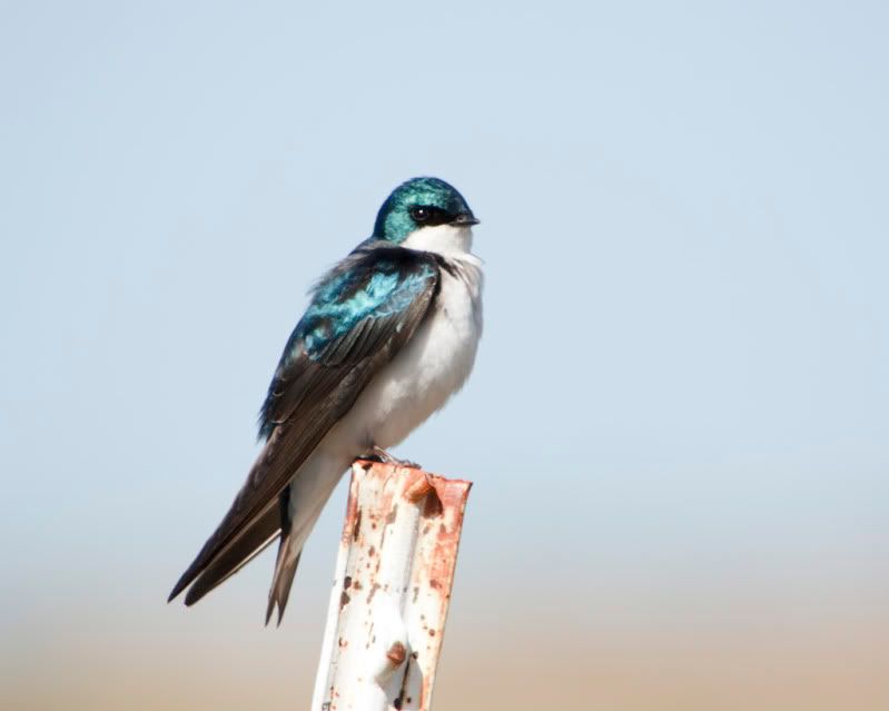 IMAGE: http://i110.photobucket.com/albums/n88/kdrozd52/Birds/TreeSwallow2736sml.jpg