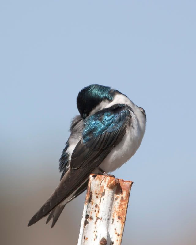 IMAGE: http://i110.photobucket.com/albums/n88/kdrozd52/Birds/TreeSwallow2744sml.jpg