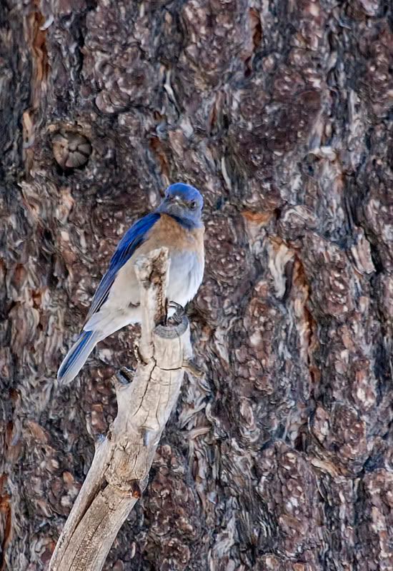 IMAGE: http://i110.photobucket.com/albums/n88/kdrozd52/Birds/WBluebird5428Asml.jpg