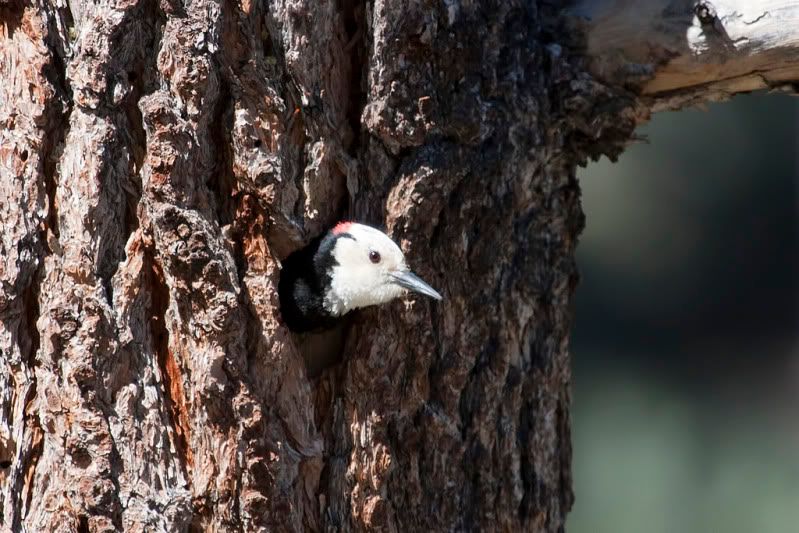 IMAGE: http://i110.photobucket.com/albums/n88/kdrozd52/Birds/WhtHdWoodpecker5383sml.jpg