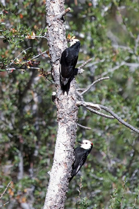 IMAGE: http://i110.photobucket.com/albums/n88/kdrozd52/Birds/WhtHdWoodpecker5391sml.jpg