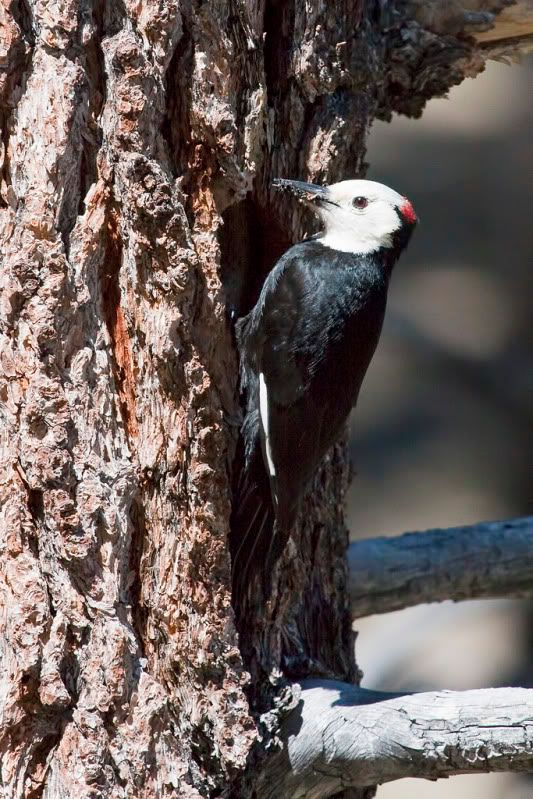 IMAGE: http://i110.photobucket.com/albums/n88/kdrozd52/Birds/WhthdWodpecker5387sml.jpg