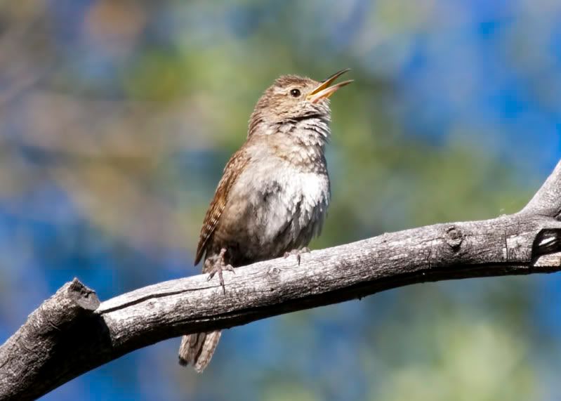 IMAGE: http://i110.photobucket.com/albums/n88/kdrozd52/Birds/Wren5958Asml.jpg