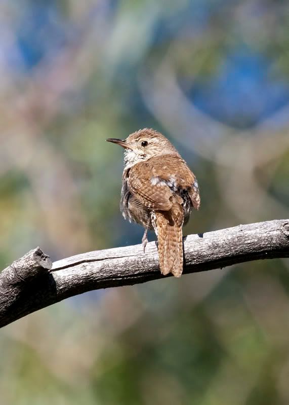 IMAGE: http://i110.photobucket.com/albums/n88/kdrozd52/Birds/Wren5962sml.jpg