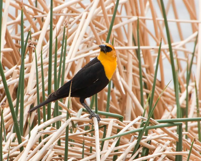 IMAGE: http://i110.photobucket.com/albums/n88/kdrozd52/Birds/YHBlackbird2871sml.jpg