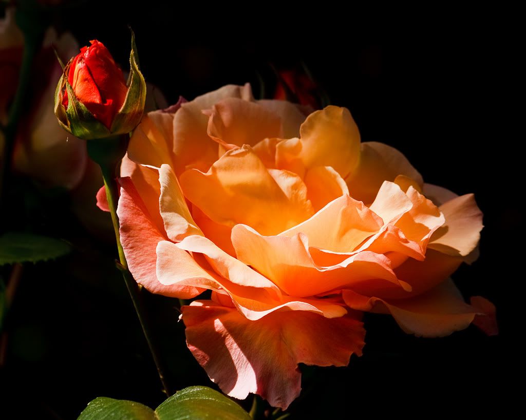 Rose Pictures, Images and Photos