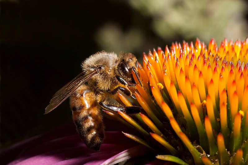 IMAGE: http://i110.photobucket.com/albums/n88/kdrozd52/Macro/Bee6610sml.jpg