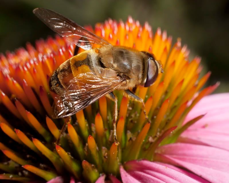 IMAGE: http://i110.photobucket.com/albums/n88/kdrozd52/Macro/Fly6611sml.jpg