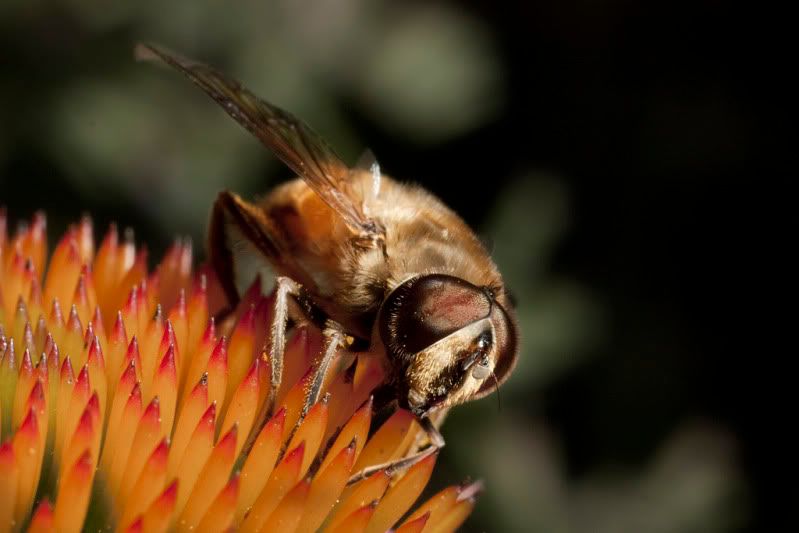 IMAGE: http://i110.photobucket.com/albums/n88/kdrozd52/Macro/Fly6618sml.jpg