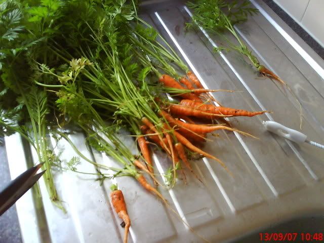 Dfwcarrots.jpg