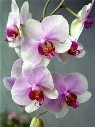 Orchid_Blooms.jpg