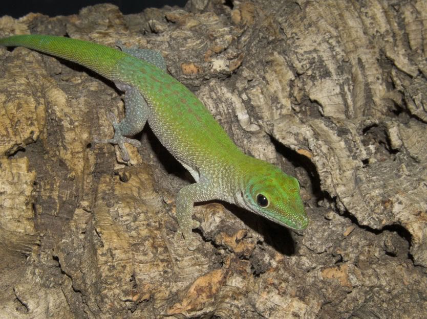 Phelsumamadagascariensiskochi-Male-.jpg