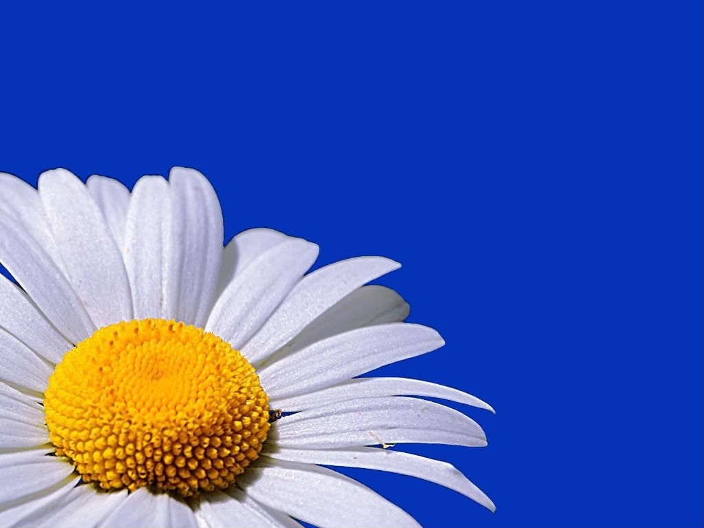 daisy wallpaper. blue sky daisy wallpaper Image