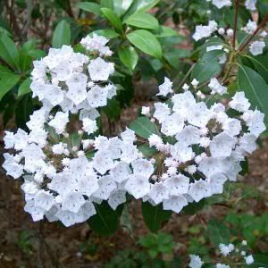 Mountain Laurel Pictures, Images and Photos
