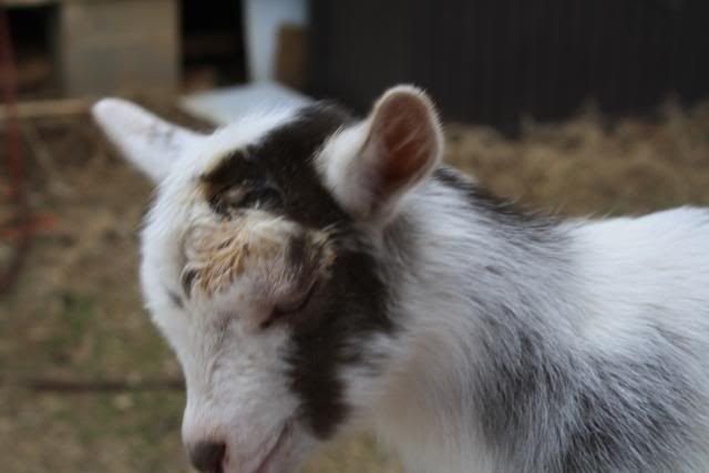 Swollen face - Goats