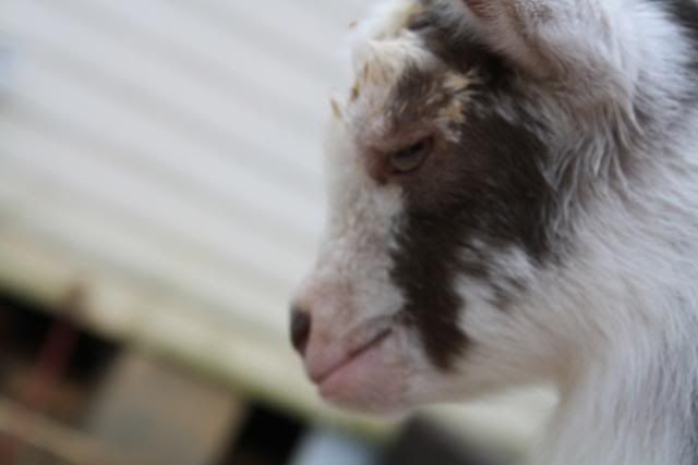 Swollen face - Goats